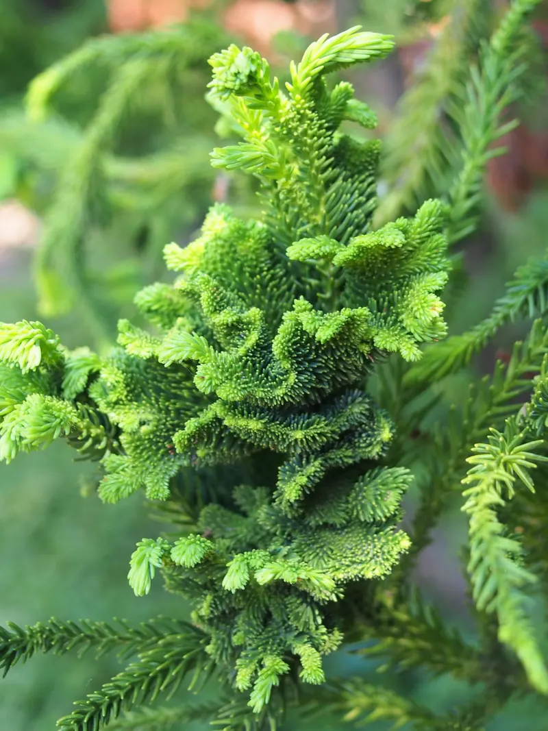 Cryptomeria showing evergreen foliage and conifer branch structure.