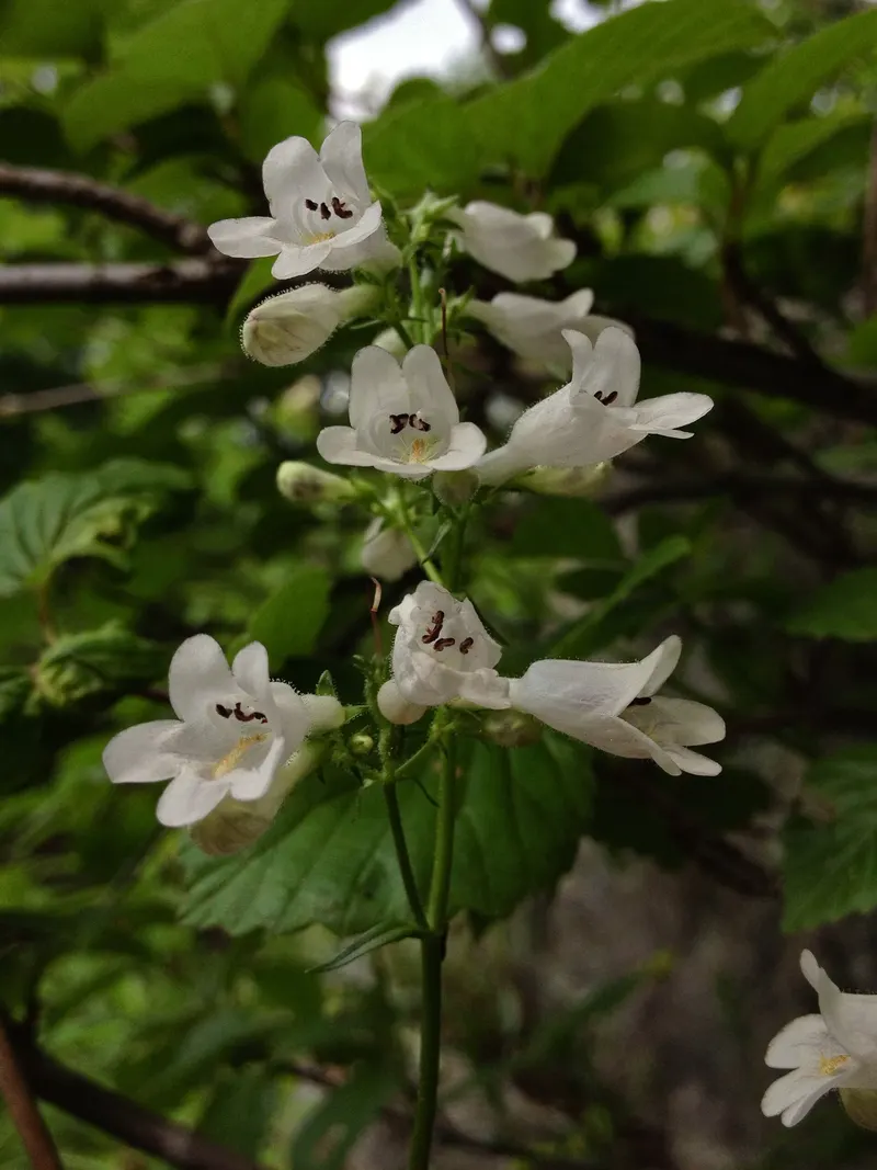 Penstemon plant showing flower stems and leaves.