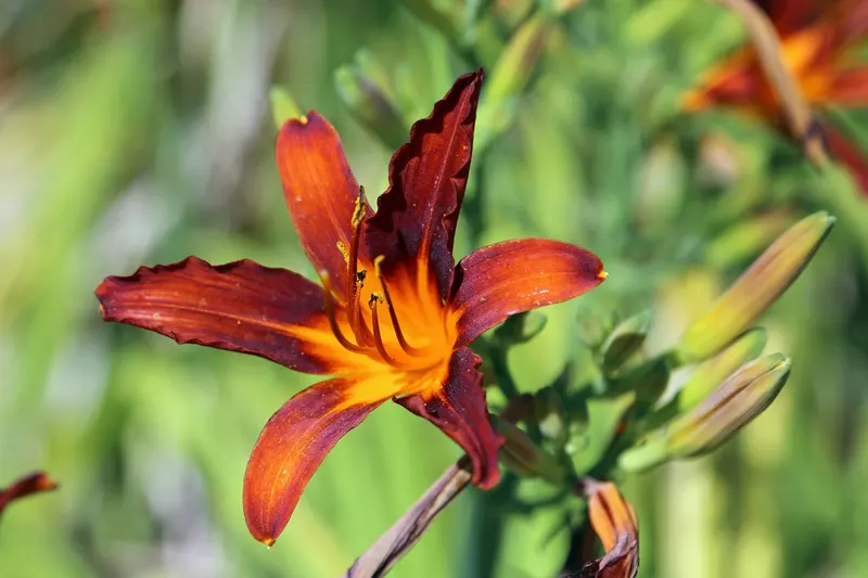 Daylily flowers above arching strap-like leaves.