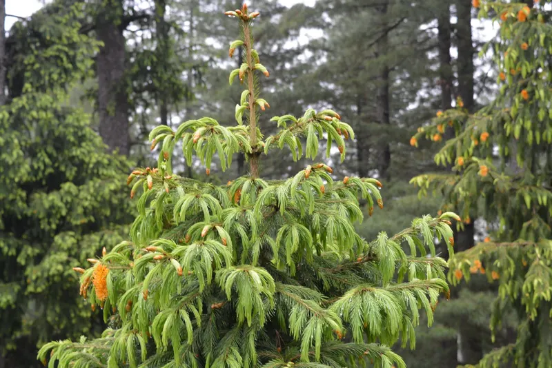 Deodar cedar tree showing foliage and plant structure.