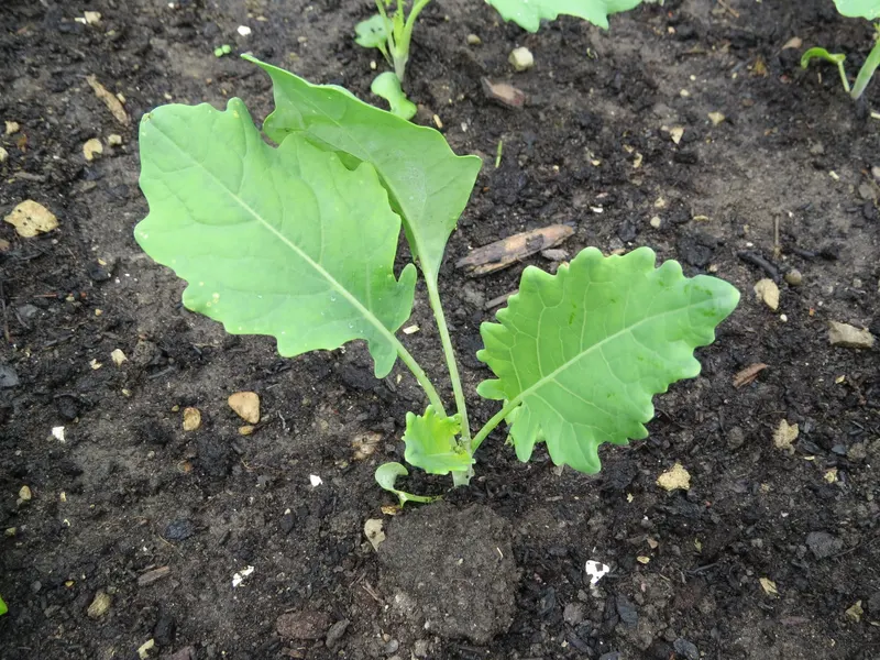 Broccoli plant showing broad leaves and central edible head.