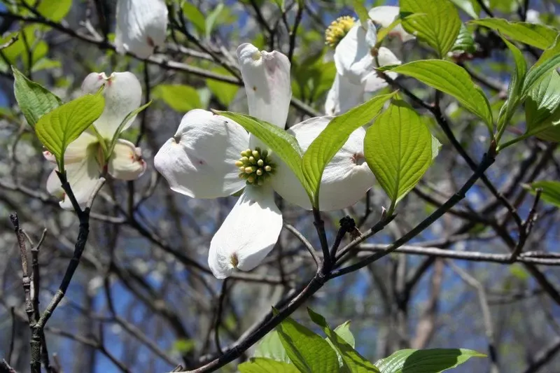 Flowering dogwood showing branching tree habit, leaves, and spring bracts.