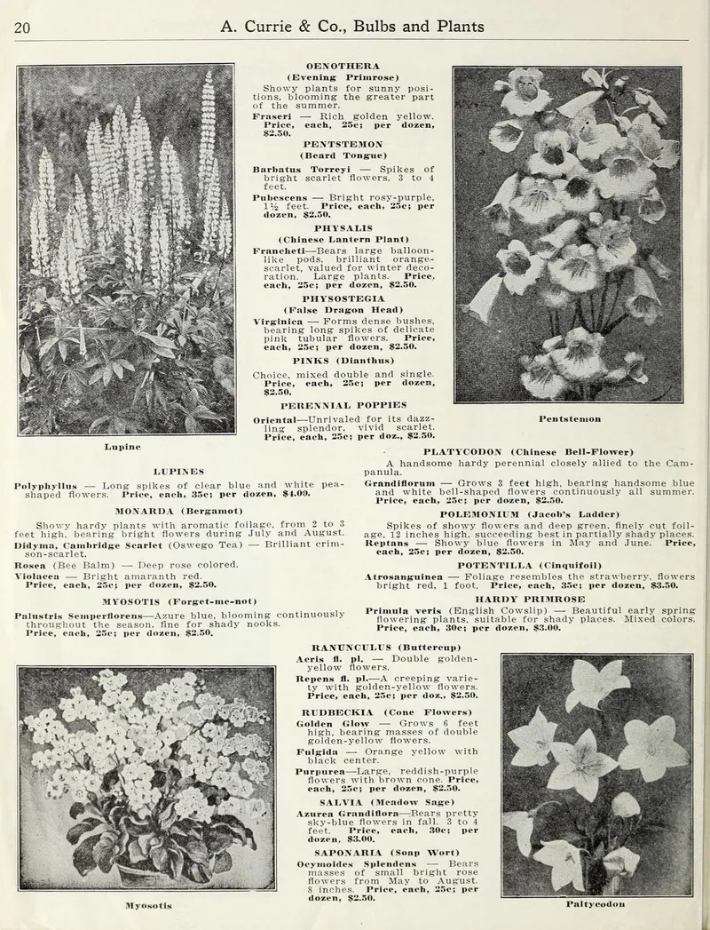 Double Blue balloon flower plant showing foliage and plant structure.