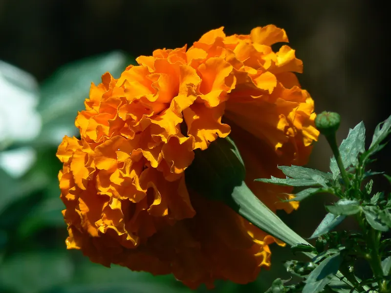 Marigold plant showing divided leaves and orange flowers.