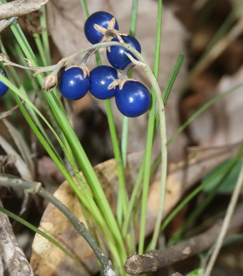 Dwarf mondo grass plant showing foliage and plant structure.