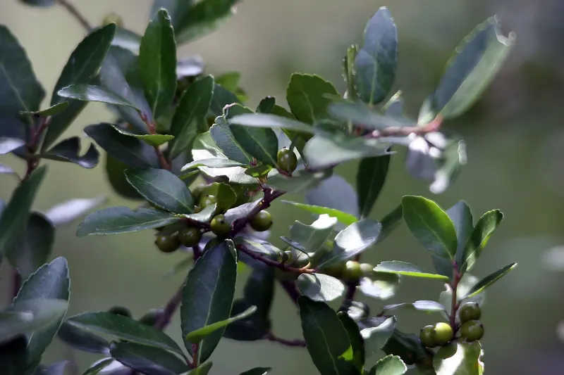 Yaupon holly shrub showing small evergreen leaves and berries where visible.