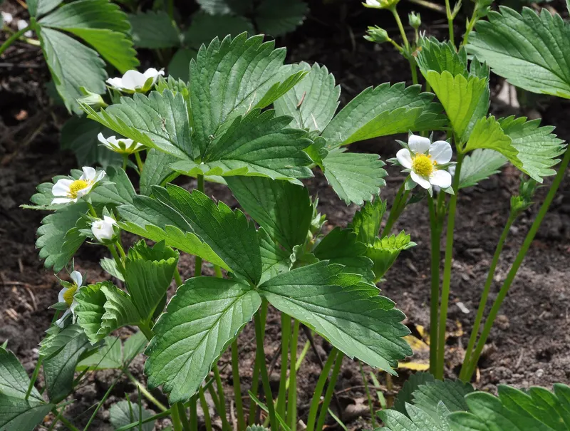 Strawberry plant showing leaves and fruit.