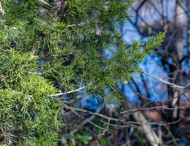 Eastern red cedar showing evergreen foliage, branches, and berry-like cones where visible.