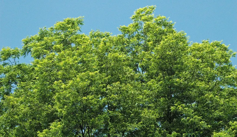 Pecan branch showing compound leaves and nuts.