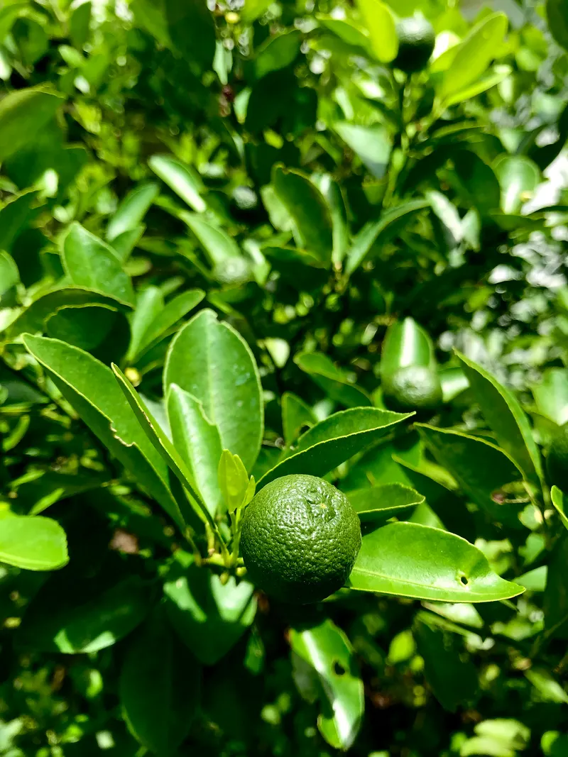 Citrus branch showing evergreen leaves and yellow fruit.