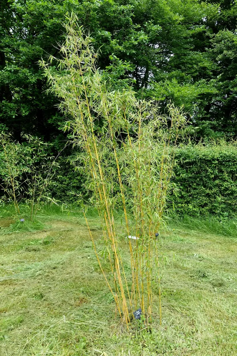 Fargesia robusta bamboo plant showing foliage and plant structure.