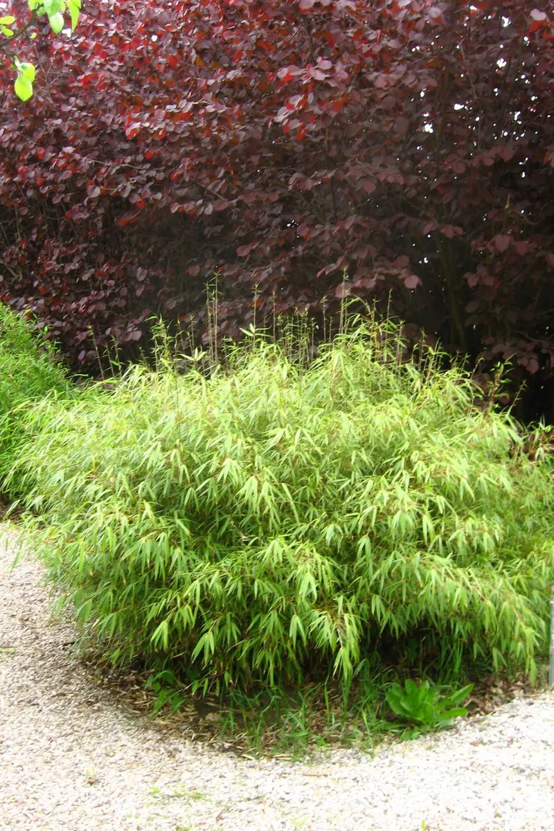Fargesia rufa bamboo plant showing foliage and plant structure.