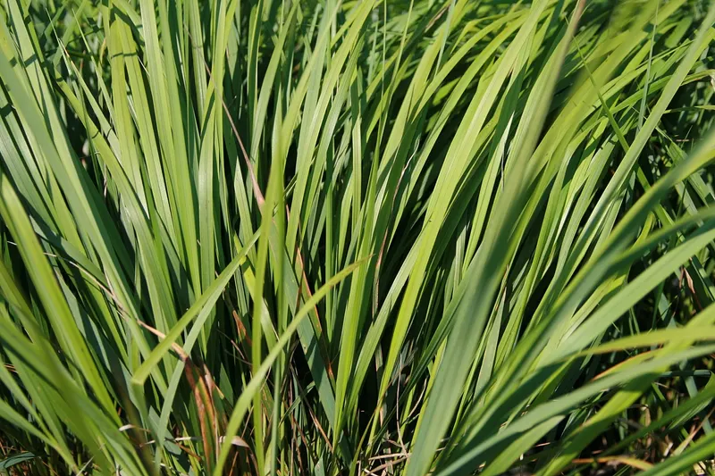 Karl Foerster feather reed grass showing upright green blades and dense clump growth.