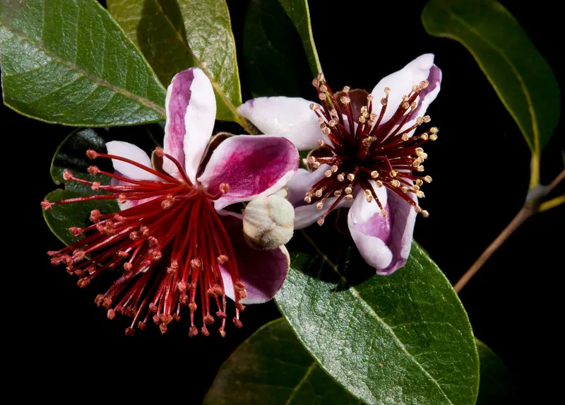 Pineapple guava showing evergreen leaves, flowers, and fruit where visible.