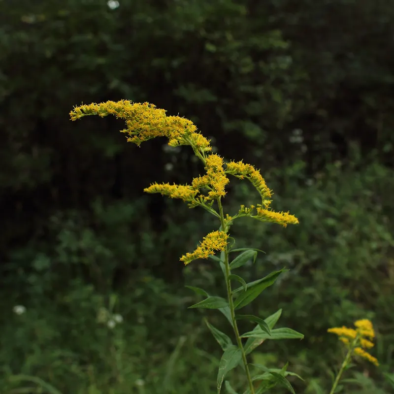Goldenrod plant showing yellow flower sprays and leaves.