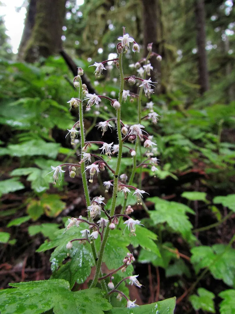 Foamflower showing heart-shaped leaves and airy white flower spikes.