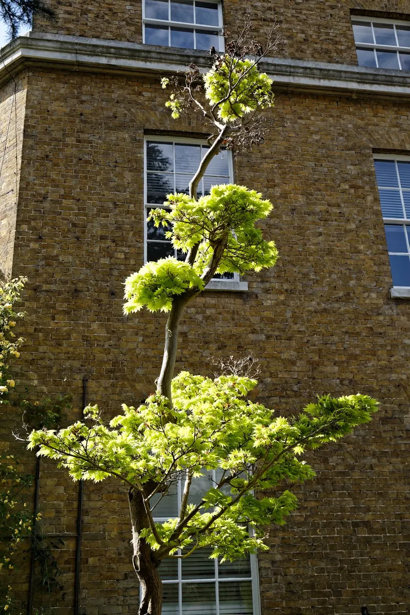Fullmoon maple tree showing foliage and plant structure.