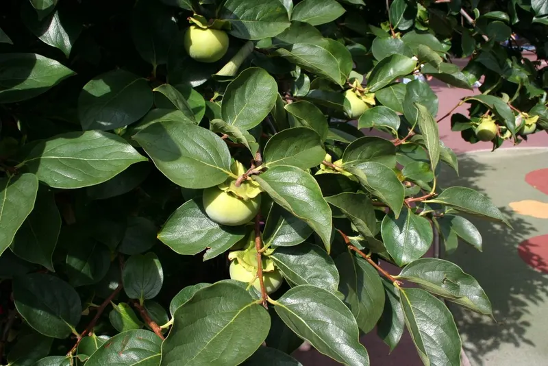 Jiro Asian persimmon tree showing foliage and plant structure.