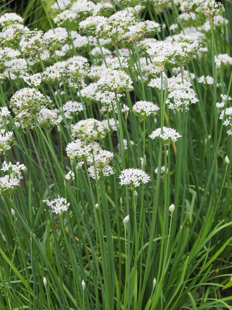 Garlic chives showing flat leaves and white flower heads.