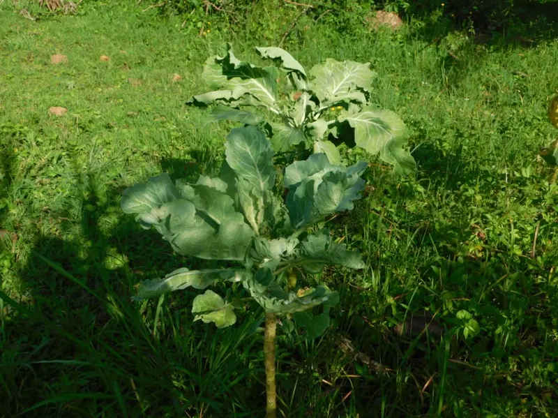 Collard greens plant showing broad leaves and upright growth.