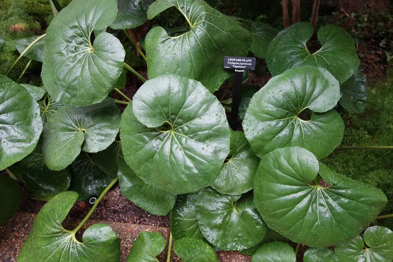 Giant leopard plant plant showing foliage and plant structure.