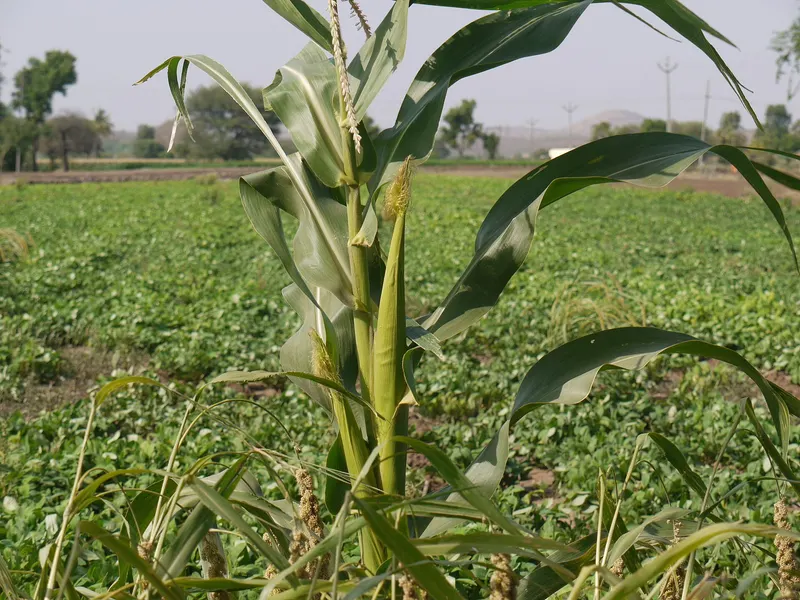 Sweet corn plant showing tall stalks and leaves.