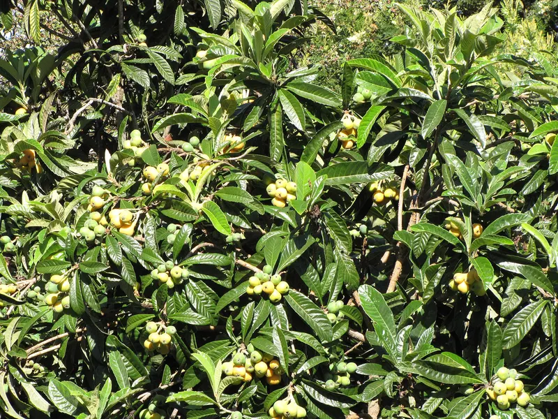Loquat branch showing leaves and fruit clusters.