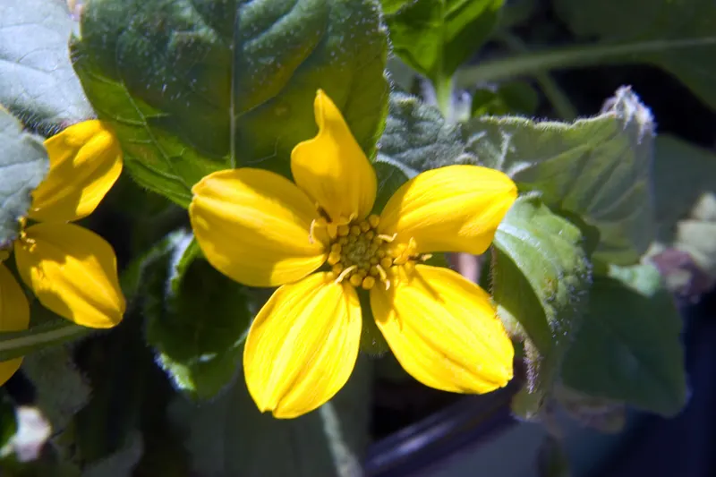 Green and gold showing low leafy growth and yellow daisy-like flowers.