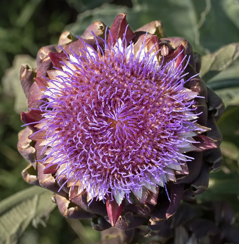Artichoke plant showing large leaves and flower buds.