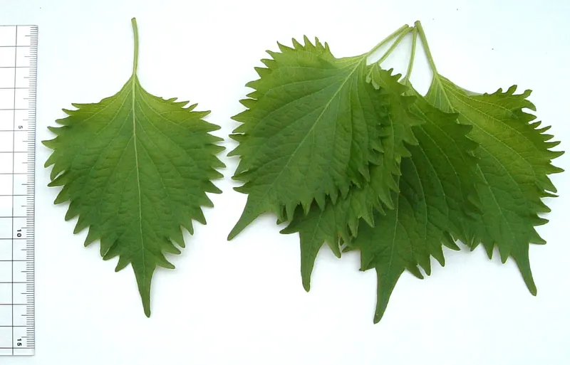 Green shiso perilla plant showing foliage and plant structure.