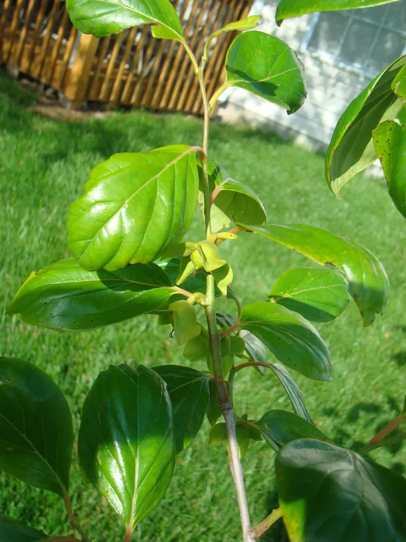Asian persimmon branch showing leaves and fruit.
