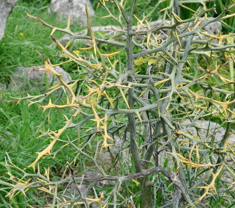 Hardy orange showing thorny stems, leaves, and orange fruit.