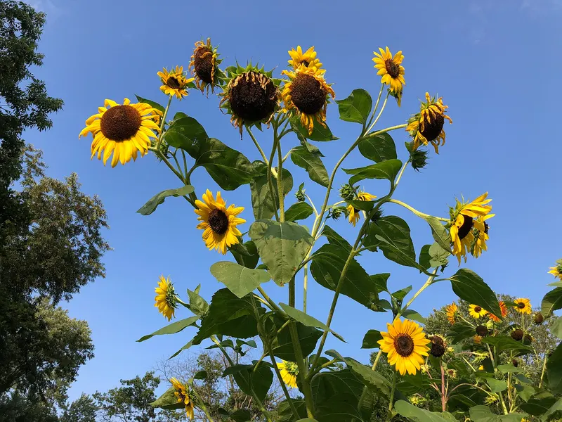 Tall sunflower plants with yellow blooms, leaves, and stems.