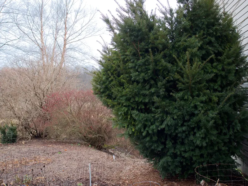 Yew shrub showing evergreen needles and red arils where visible.