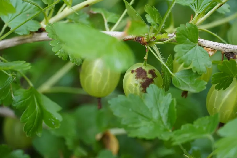 Gooseberry shrub showing thorny stems, lobed leaves, and berries.