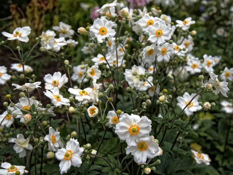 Honorine Jobert Japanese anemone plant showing foliage and plant structure.