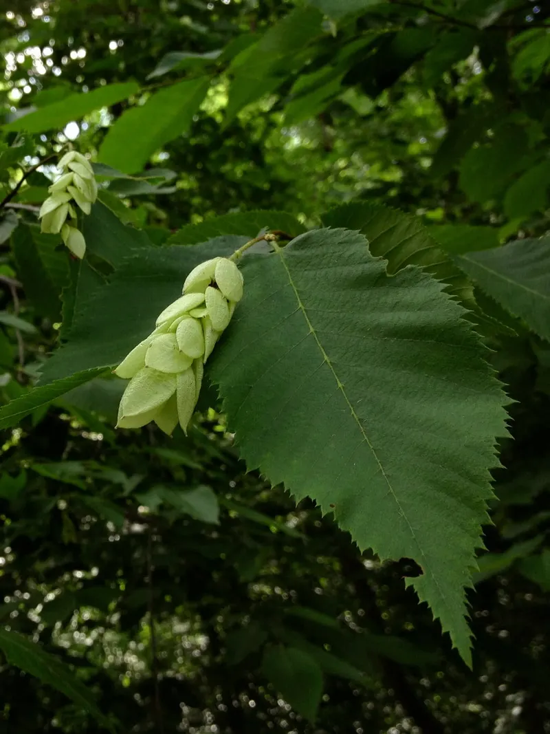 Eastern hop hornbeam showing leafy branches and hop-like fruit clusters.