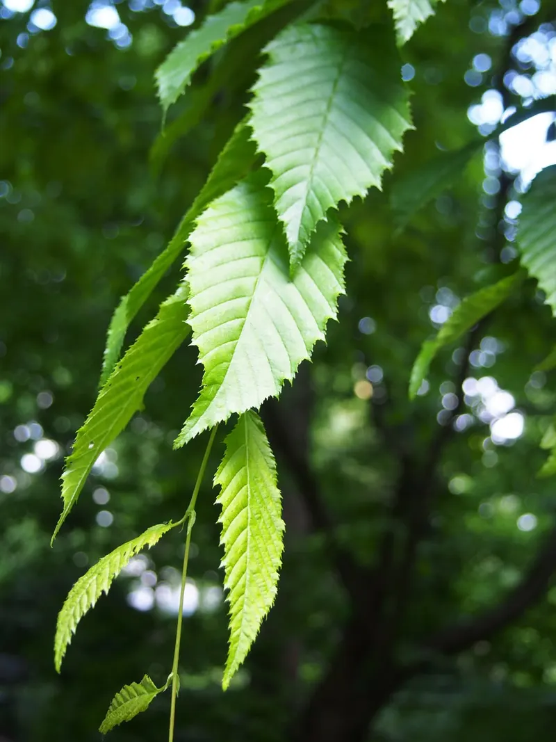 American hornbeam showing smooth gray branches and serrated leaves.