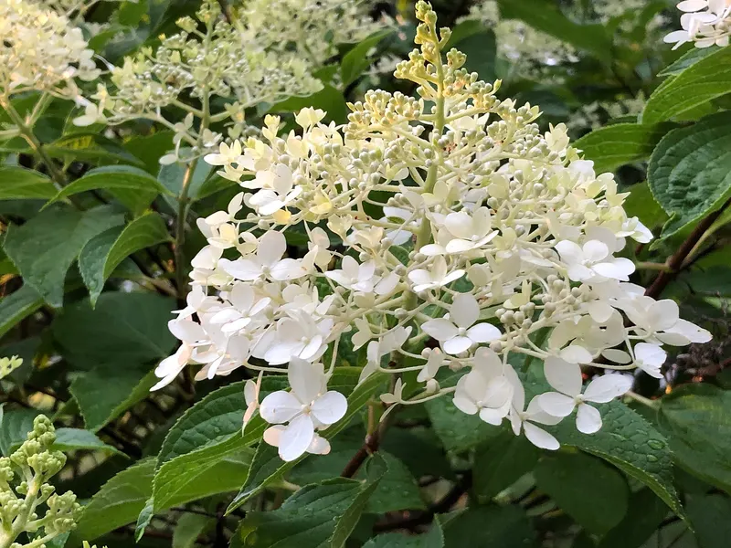Hydrangea shrub showing large flower clusters and leaves.