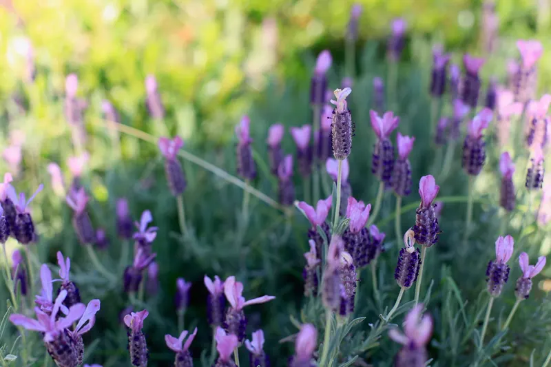 Lavender plant showing silver foliage and purple flower spikes.