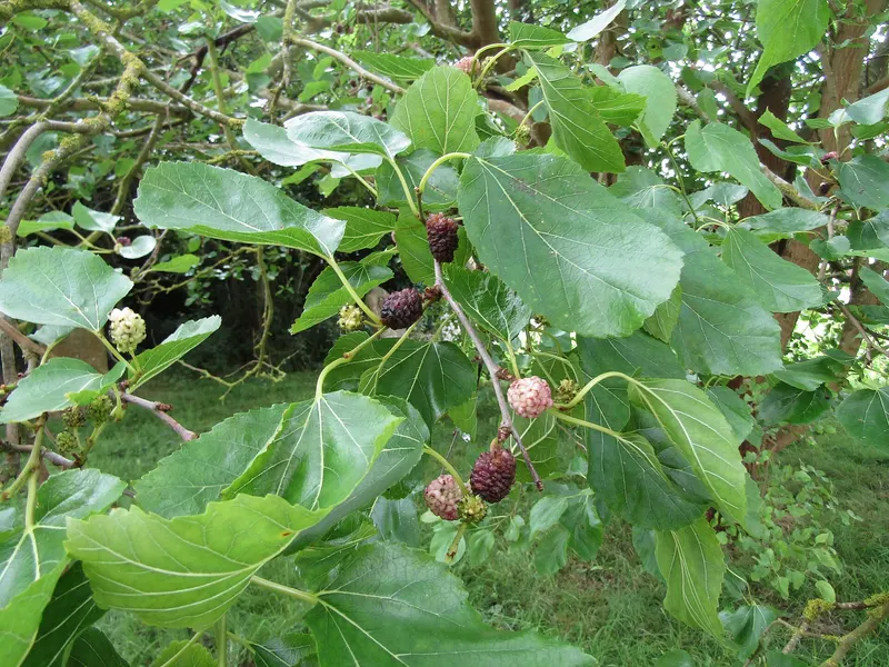 Mulberry foliage and fruiting branch habit.