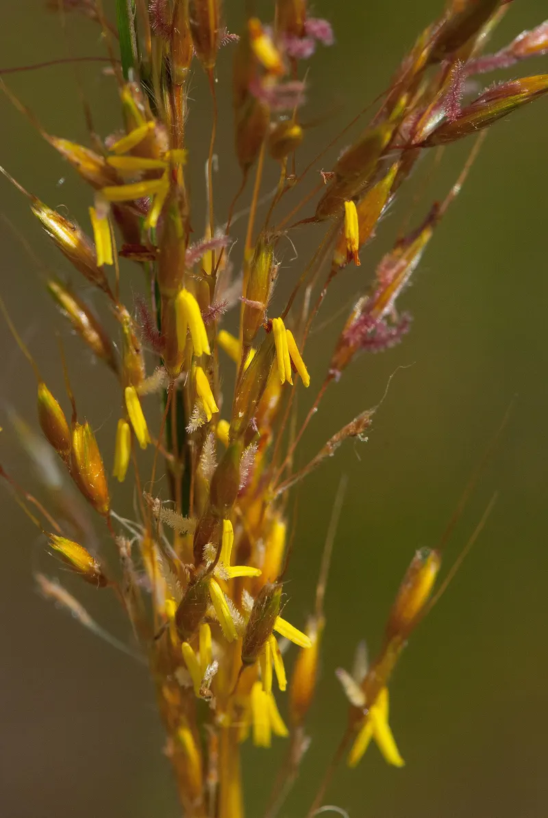 Indian grass showing tall leaves and golden seed plumes.