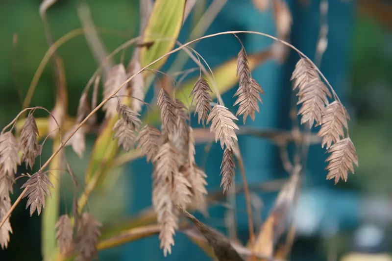 Inland sea oats showing broad grass leaves and dangling seed heads.