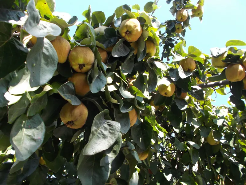 Quince tree showing leafy branches and yellow fruit.