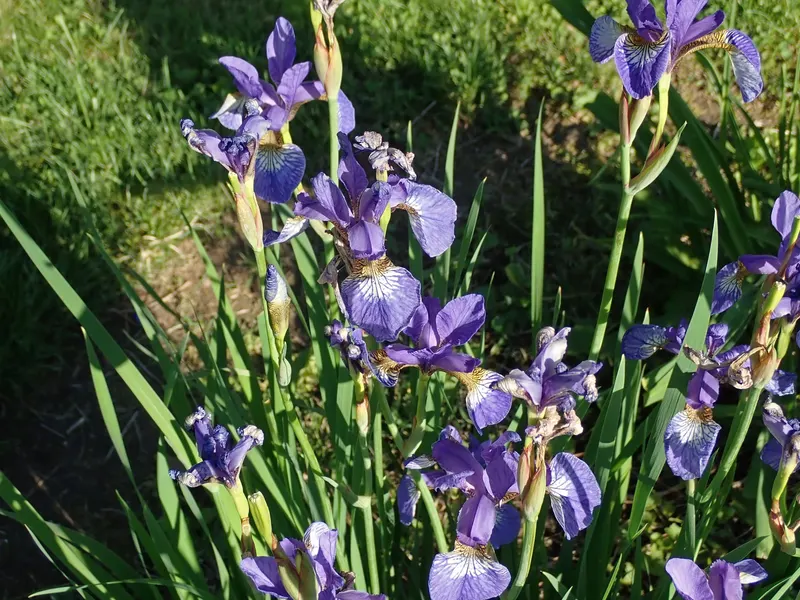 Iris plant showing upright sword-like leaves and flowers.