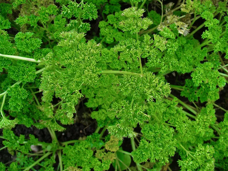 Flat-leaf parsley plant showing leafy stems.