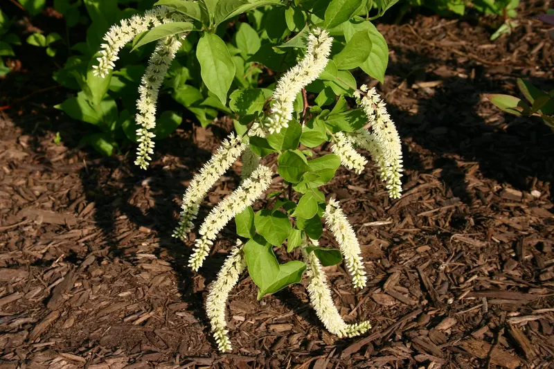 Virginia sweetspire showing arching stems, leaves, and white flower racemes.