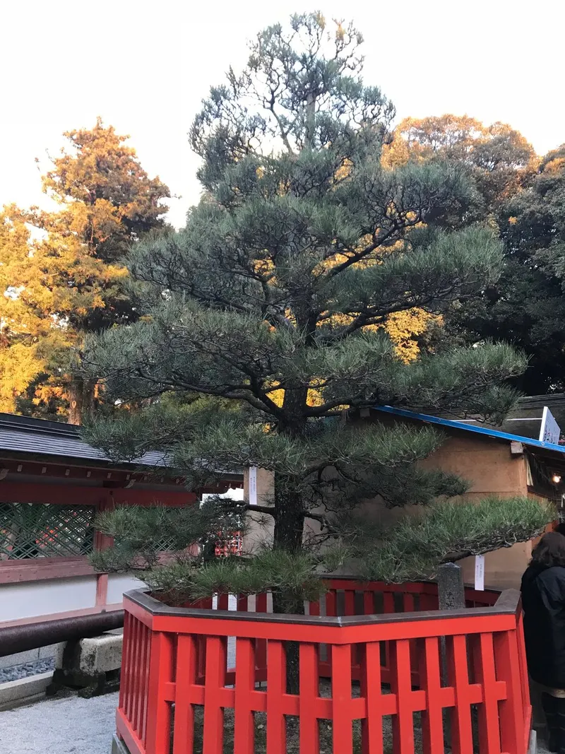 Japanese black pine tree showing foliage and plant structure.