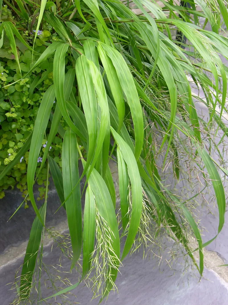 Japanese forest grass showing arching blades and soft mounded habit.