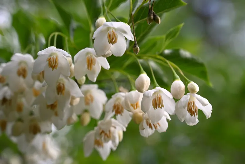 Japanese snowbell tree showing foliage and plant structure.